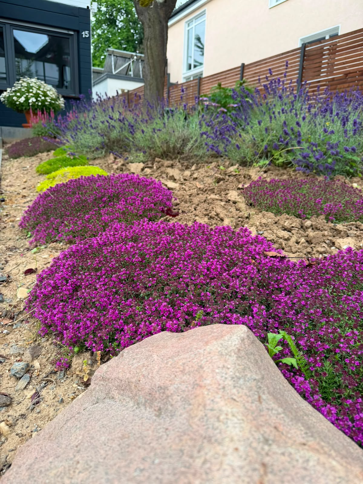 Blühende Polsterpflanzen, Lavendel und Naturstein im Garten in Meckenheim